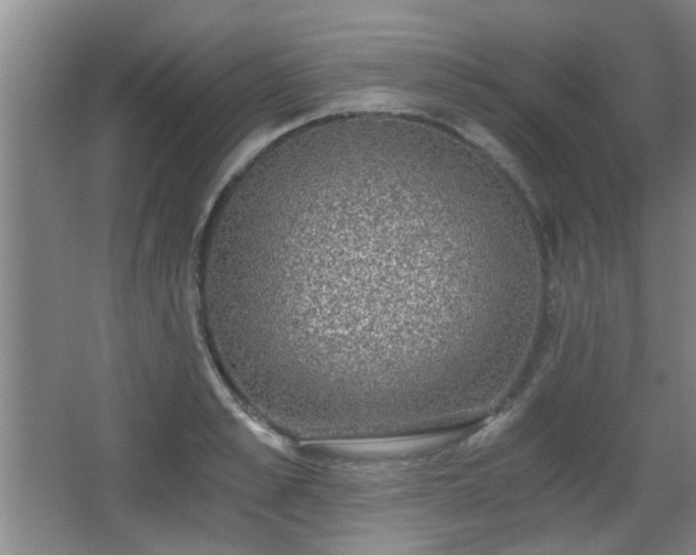 X0000068300989200604241332