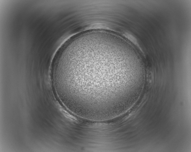 X0000068301068200604241331