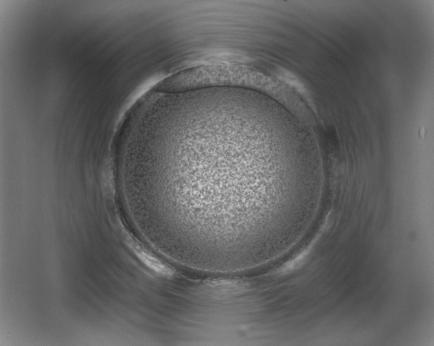 X0000068301114200604241330