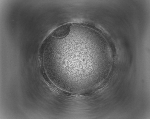 X0000068301208200604241328