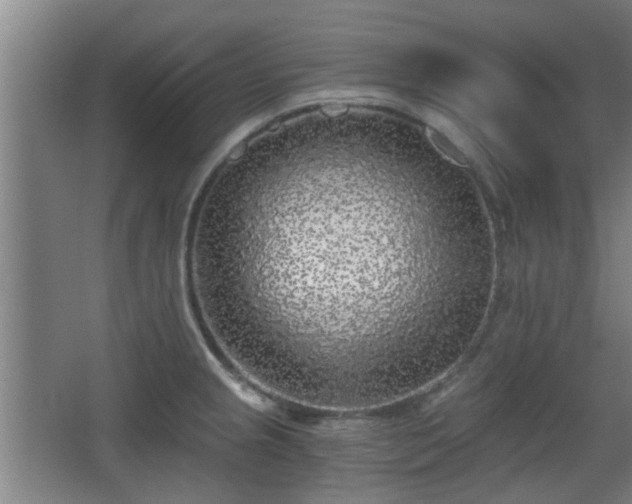 X0000068301237200604241328