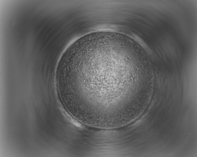 X0000068301240200604241329