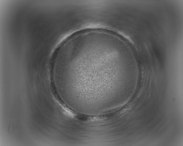 X0000068301311200604241326