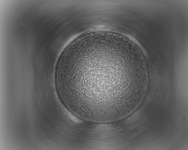 X0000068301333200604241327