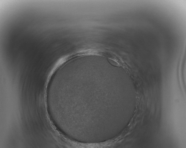 X0000068300006200604281721