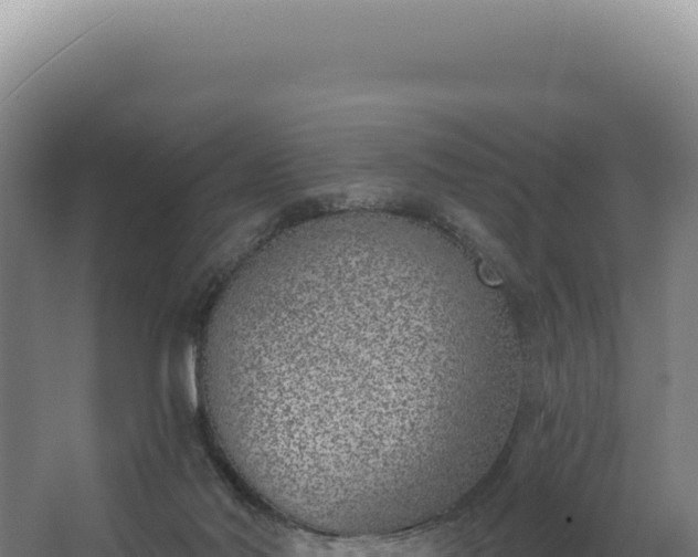 X0000068300022200604281721