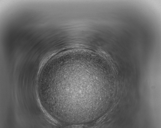 X0000068300049200604281720