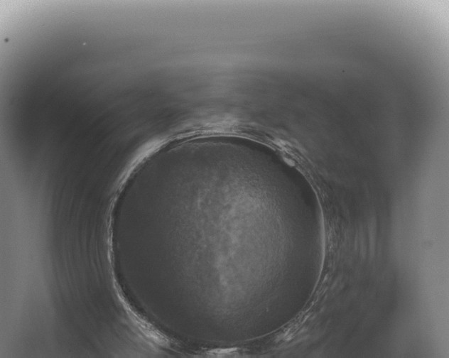 X0000068300054200604281720