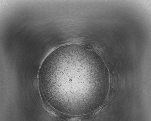 X0000068300100200604281720