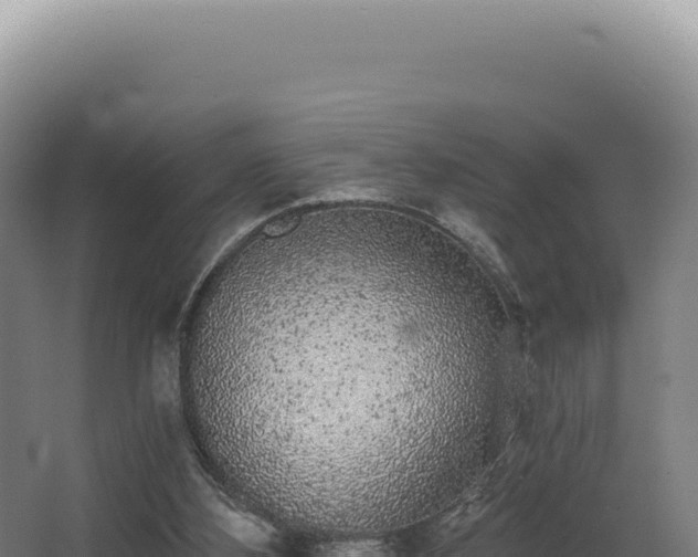 X0000068300108200604281720