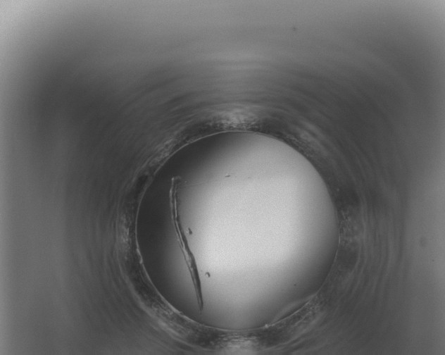 X0000068300456200604281714