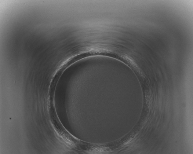 X0000068300488200604281713