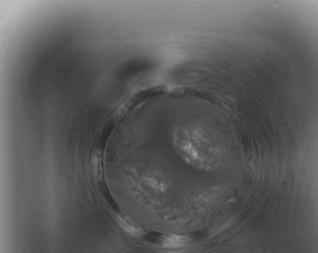 X0000068300527200604281713