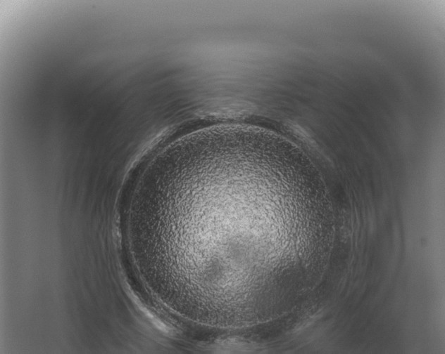 X0000068300634200604281710