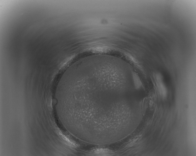 X0000068300637200604281710