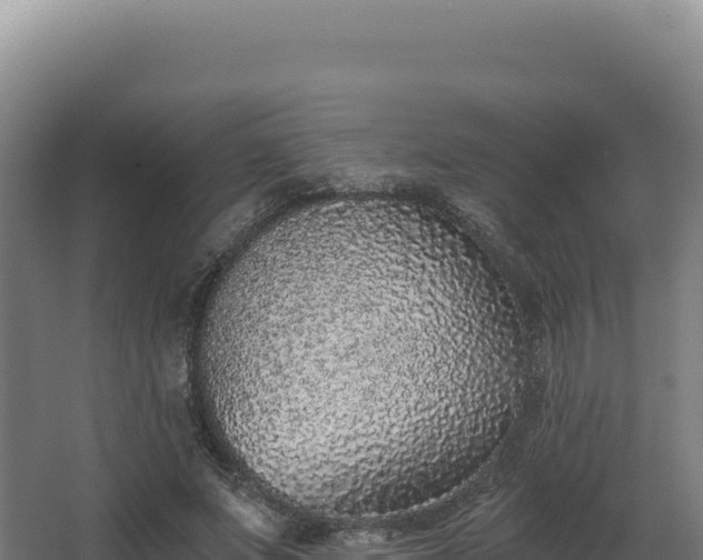 X0000068300687200604281710