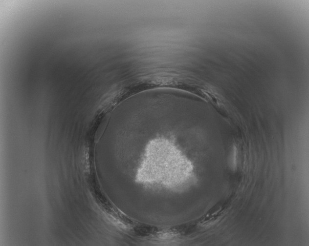 X0000068300696200604281710