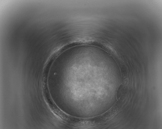 X0000068300736200604281709