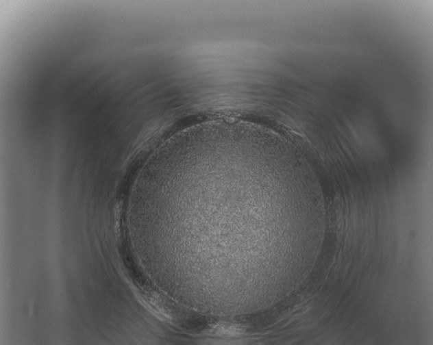 X0000068300742200604281709