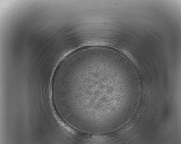 X0000068300840200604281707