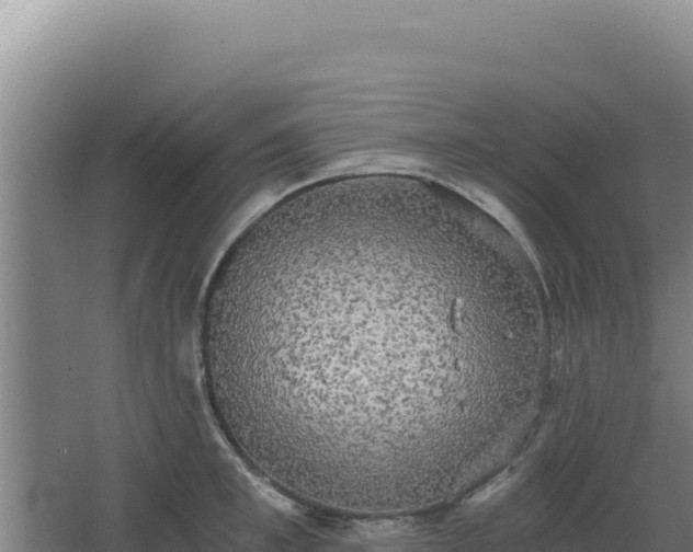 X0000068300997200604281705