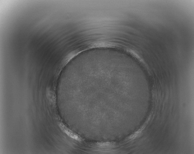 X0000068301025200604281704