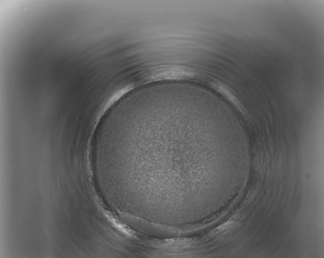 X0000068301026200604281704