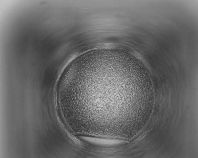 X0000068301083200604281703