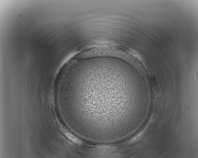 X0000068301114200604281702