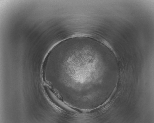 X0000068301124200604281702