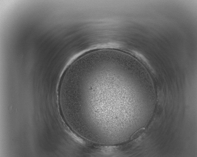 X0000068301184200604281701