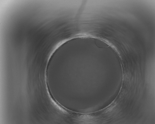 X0000068301239200604281701