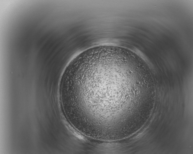 X0000068301240200604281701