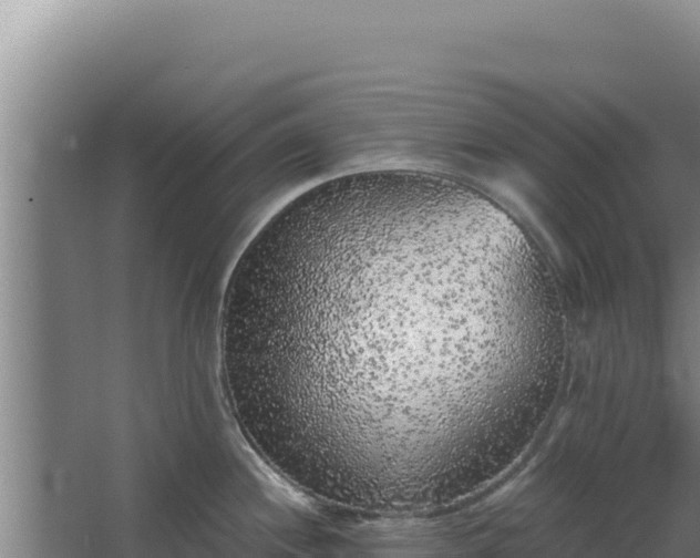 X0000068301244200604281701