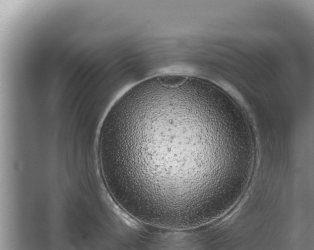 X0000068301248200604281701