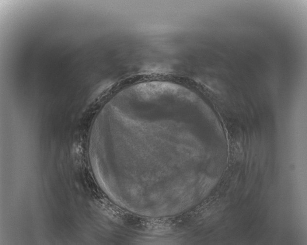 X0000068301254200604281700