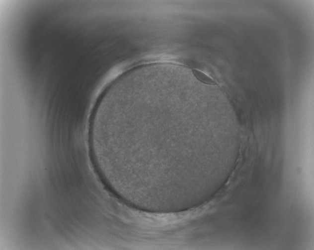 X0000068300006200605051945