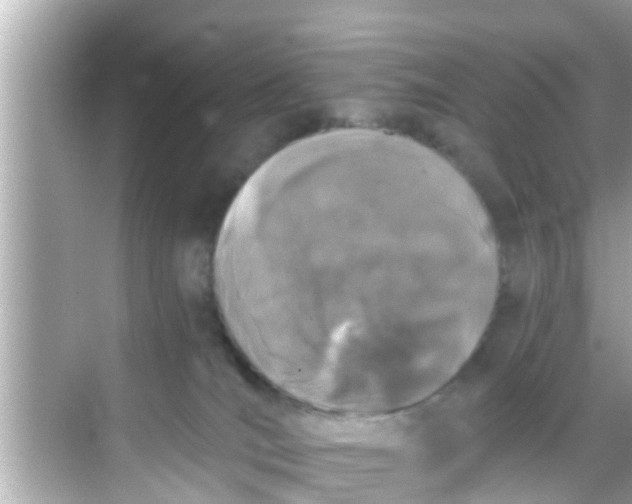 X0000068300036200605051944