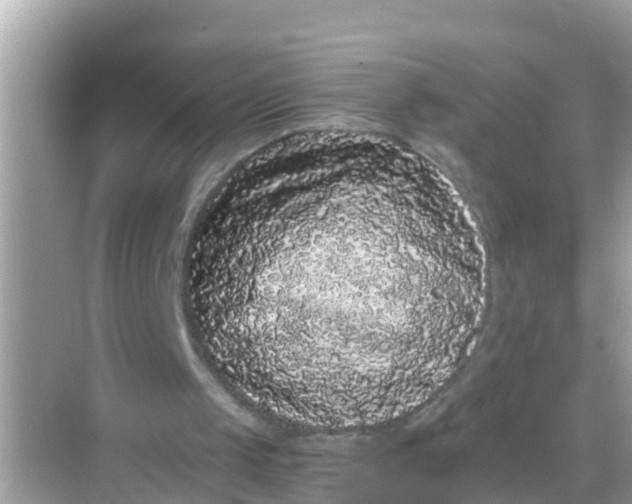 X0000068300049200605051943