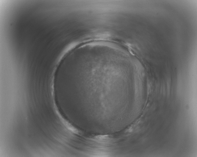 X0000068300054200605051943