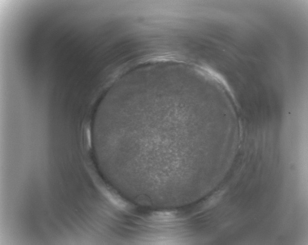 X0000068300061200605051944