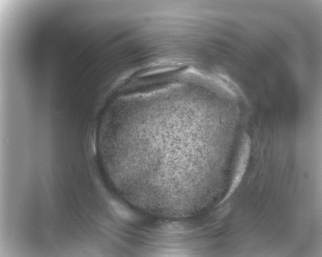 X0000068300062200605051944