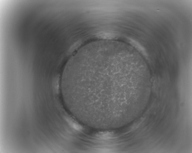 X0000068300065200605051944