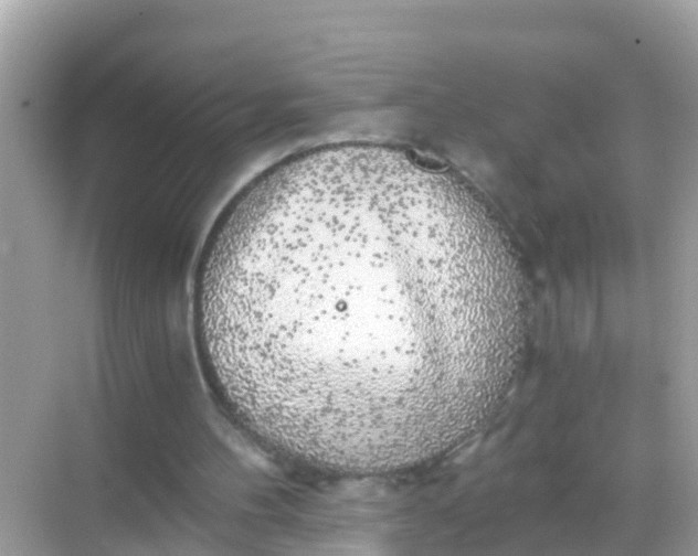 X0000068300100200605051943