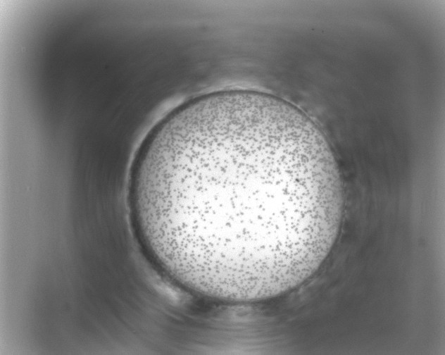 X0000068300104200605051943