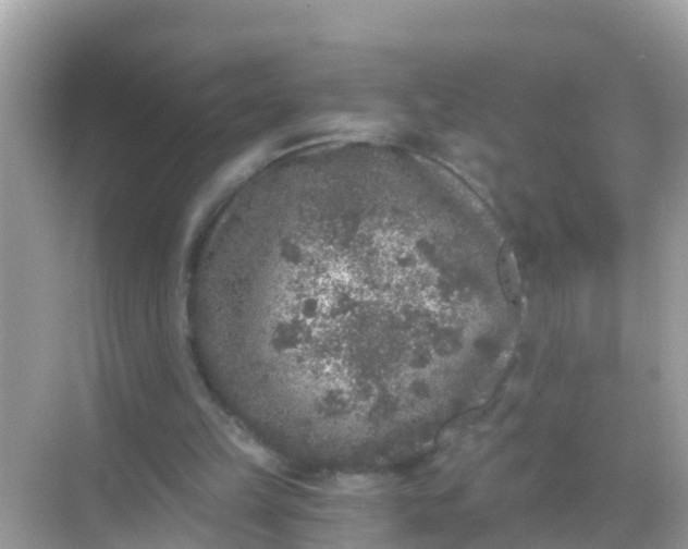 X0000068300149200605051942