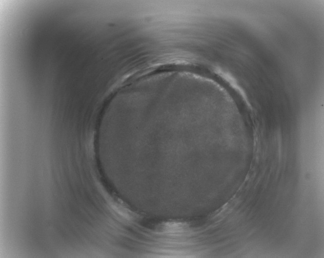 X0000068300154200605051942