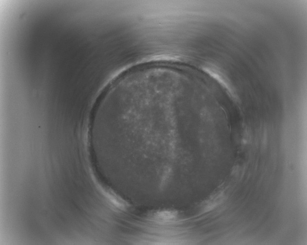 X0000068300156200605051942