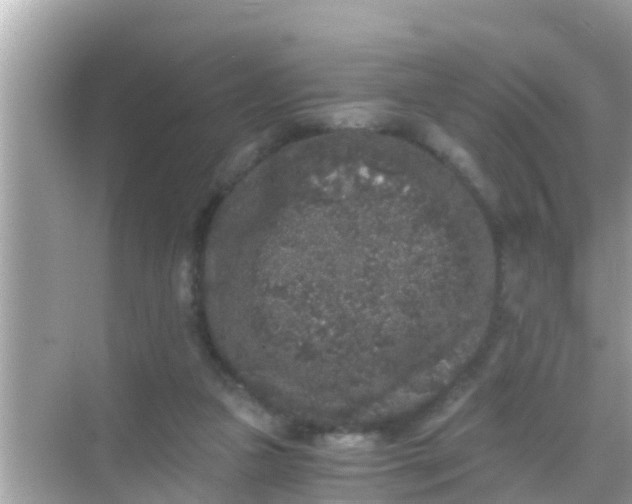 X0000068300161200605051942