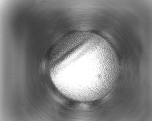 X0000068300166200605051942